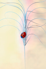 Beautiful ladybug on leaf defocused background