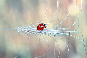 Beautiful ladybug on leaf defocused background