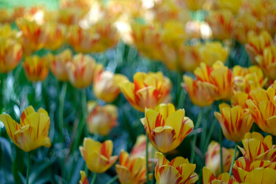 Campi di fiori 