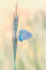 Macro shots, Beautiful nature scene. Closeup beautiful butterfly sitting on the flower in a summer garden.
