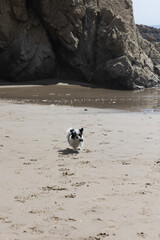 Havanese puppy playing on the beach
