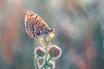 Macro shots, Beautiful nature scene. Closeup beautiful butterfly sitting on the flower in a summer garden.