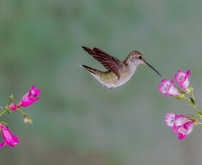 Fototapeta premium Hummingbird in Flight