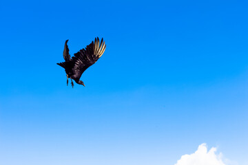 Vulture flying, Guatape, Colombia.