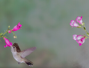 Fototapeta premium Hummingbird in Flight