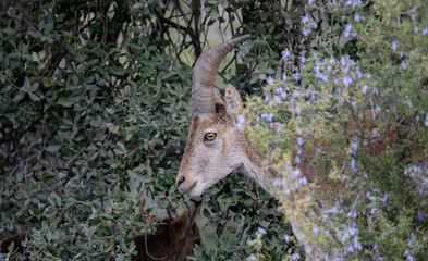 Beautiful ibex is about the typical fauna of Europe, it is the typical mountain goat with beautiful horns with which it defends itself in the wild life of the mountain.