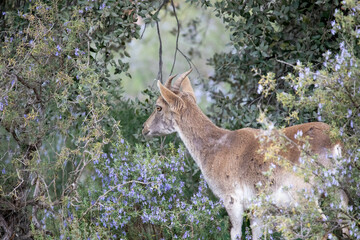 Ibex goat, eating and maturing, this type of mountain goat is common in the high mountains and...