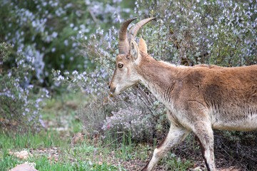 The famous ibex, the Spanish mountain goat, feeding on the vegetation that exists in the environment and grows on the rocks.