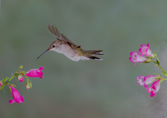 Fototapeta premium Hummingbird in Flight