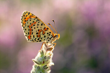 Macro shots, Beautiful nature scene. Closeup beautiful butterfly sitting on the flower in a summer garden.