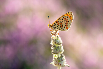Macro shots, Beautiful nature scene. Closeup beautiful butterfly sitting on the flower in a summer garden.