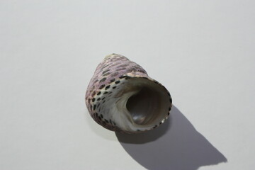 Seashell of sea snail turbinate monodont (Phorcus turbinatus) on a neutral background. Place of...