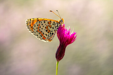 Macro shots, Beautiful nature scene. Closeup beautiful butterfly sitting on the flower in a summer garden.