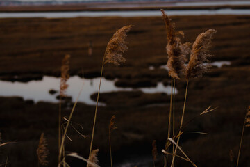 reeds in the wind
