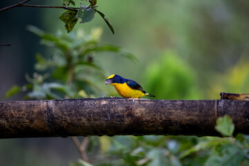 A beautiful photo of an exotic tropical bird of yellow color with a yellow cap and black wings, sitting on a tree branch against the backdrop of a green garden