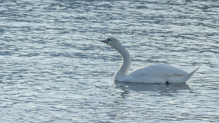 The lonely beautiful white swan is swimming in winter river. Wintering swan in the city river. Ornitology concepts.