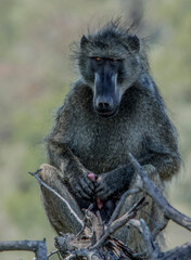 Wildlife has needs too