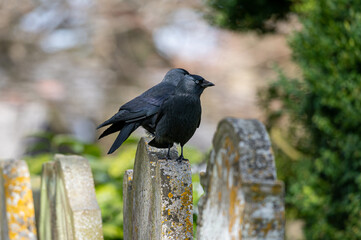 Jackdaw,corvus monedula, perched on a gravestone
