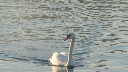 The lonely beautiful white swan is swimming in winter river. Wintering swan in the city river. Ornitology concepts.
