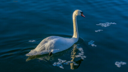 The lonely beautiful white swan is swimming in winter river. Wintering swan in the city river. Ornitology concepts.