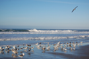 Naklejka premium A flock of seabirds enjoying a beautiful day at Jalama Beach, in Lompoc, Santa Barbara County, California.
