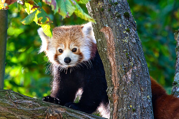 Red panda in a tree