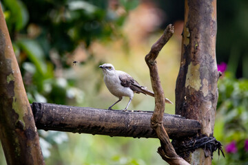 A beautiful photo of a white tropical exotic bird with brown wings, a black beak, sitting on a tree branch and looking at an insect flying next to it