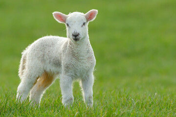 Naklejka na ściany i meble Lambing time in the Yorkshire Dales. Close up of one cute, newborn lamb facing forward in lush green field. Clean, green background with copy space. Horizontal.
