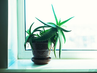 Aloe vera plant in a pot on the windowsill in the room