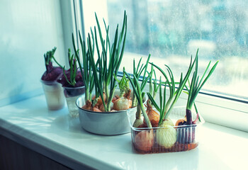 Green onion growing in the different containers on the windowsill