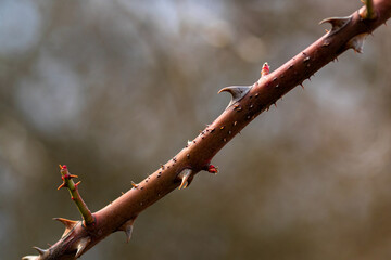 Close-up of prickly, budded rose bush branch