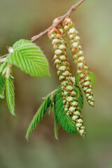 Green young buds and sprouts of leaves bloom on trees in the spring. Blurred background on a sunny day. Close-up and Soft focus.