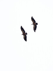 VULTURES WILD FLY IN THE SKY
