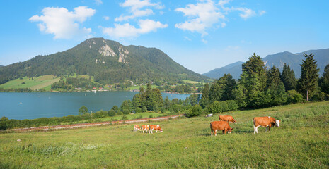 lake schliersee with mountains and grazing cows on the pasture. idyllic panorama landscape upper...
