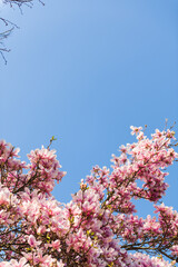 Pink flowers of blossoming magnolia tree in spring