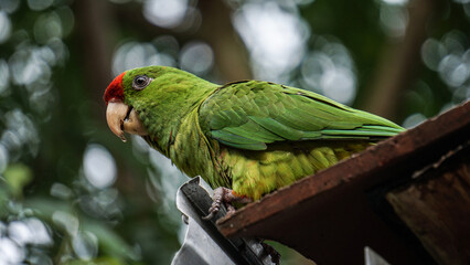 green parrot standing