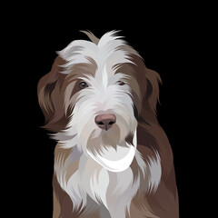 Dog and cat pop art black background