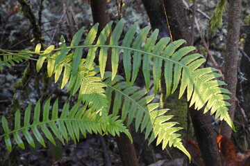 Licorice Fern, Polypodium glycyrrhiza, growing wild on a tree trunk, in the Pacific Northwest,...
