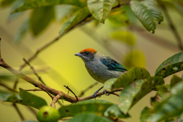 Scrub tanagerA beautiful photo of a small gray tropical bird with blue wings and an orange cap, sitting on a branch, surrounded by leaves, on a yellow background