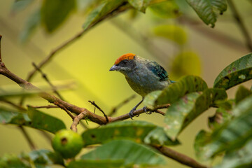 A beautiful photo of a small exotic bird with a bright orange cap and blue wings, sitting on a tree branch, against the background of leaves