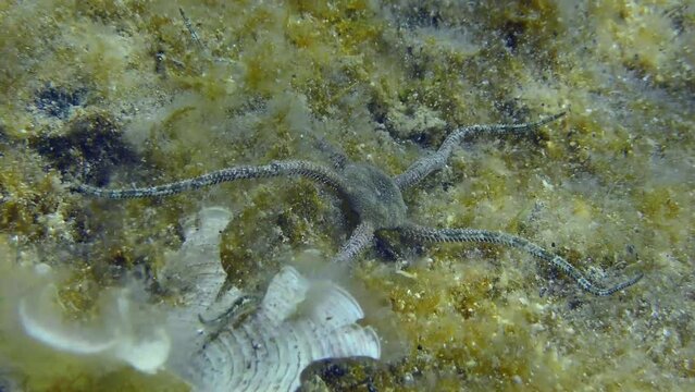 Brittle Star lies on seabed overgrown with brown algae, then begins to crawl, close-up. Mediterranean.