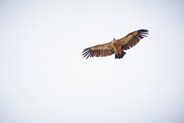 VULTURES WILD FLY IN THE SKY
