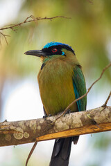 interesting photo of a beautiful exotic baranquero bird, moth moth, with a blue cap and blue-green wings, with red eyes, sitting on a branch of a tropical tree
