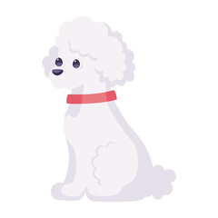 Isolated cute french poodle dog breed cartoon Vector illustration
