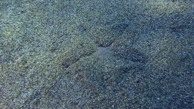 Slender sea star or Sand Starfish (Astropecten spinulosus) buries in a sandy bottom in shallow water, time-lapse.