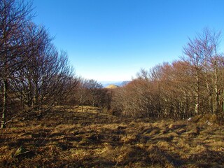 Fototapeta premium Dry grass covered clearing surounded by beech forest in Slovenia with a grass covered ridge in the back
