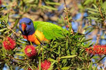 Rainbow Lorikeet feeding at Bottlebrush flowers