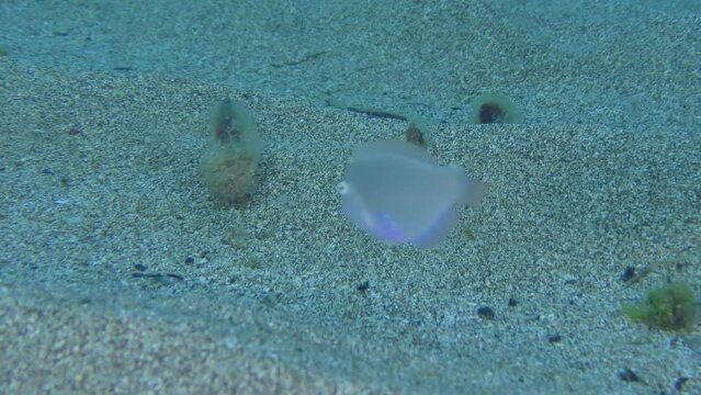 Cleaver Wrasse or Pearly Razorfish (Xyrichtys novacula) swims above a sandy bottom. Mediterranean.