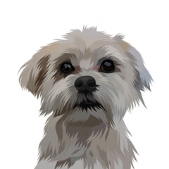 Animal vector colorful white background