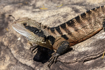 Close up of Australian Eastern Water Dragon